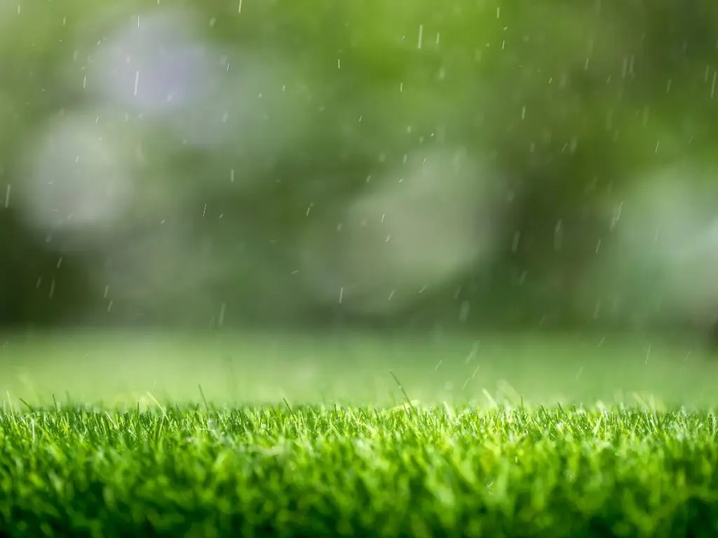 green grass lawn with rain in background