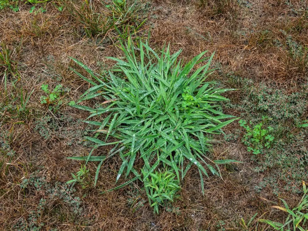 weeds growing in the lawn 1