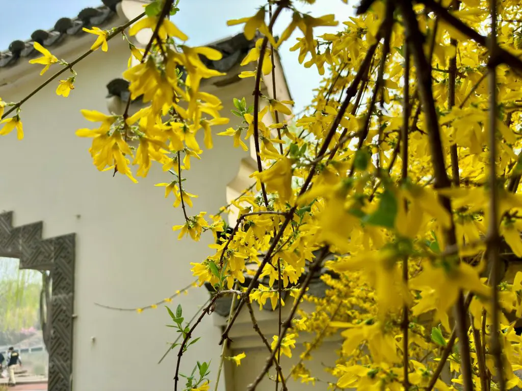 spring garden in winter