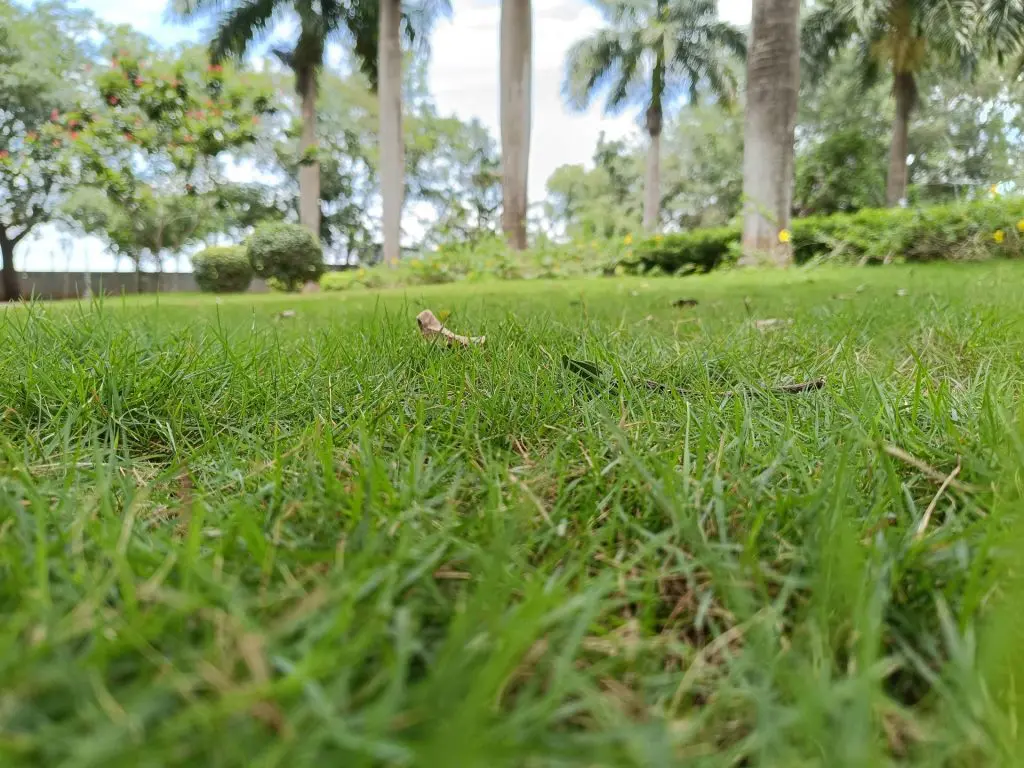 a neglected lawn