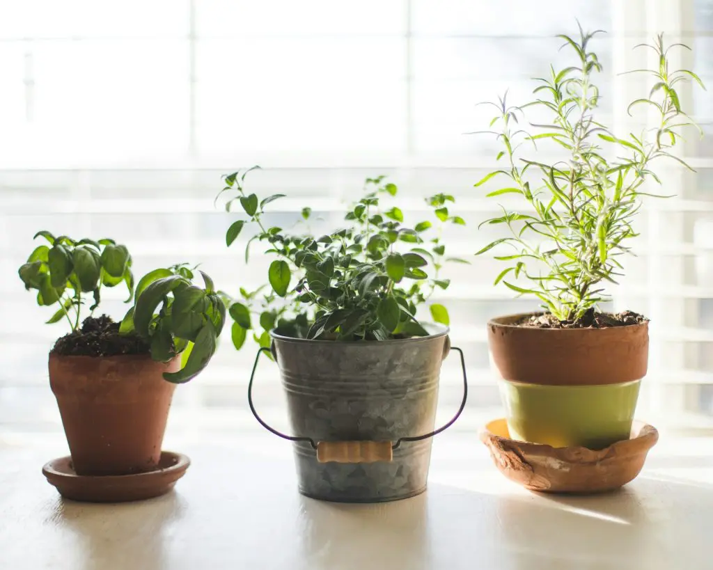 indoor herbs