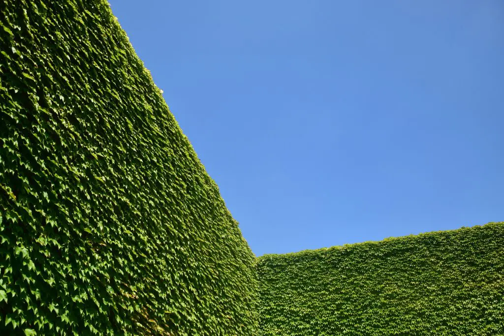 hedge professionally trimmed