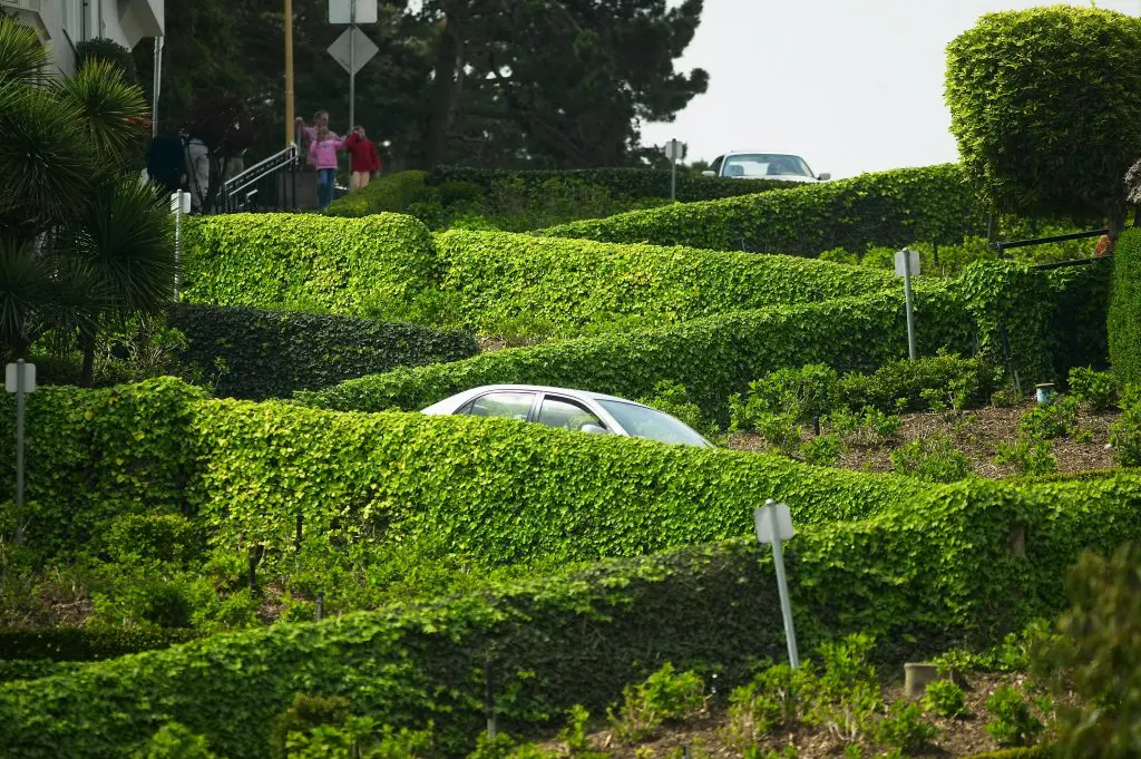 hedge trimmed with different shapes