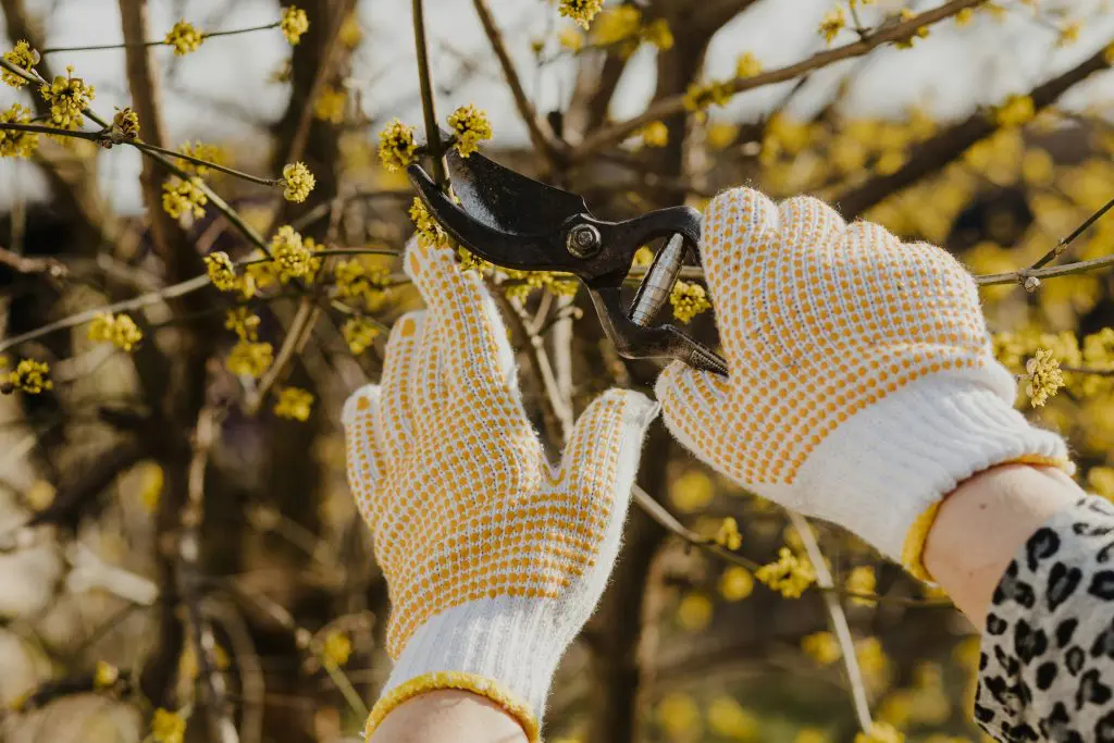 person pruning trees in a garden