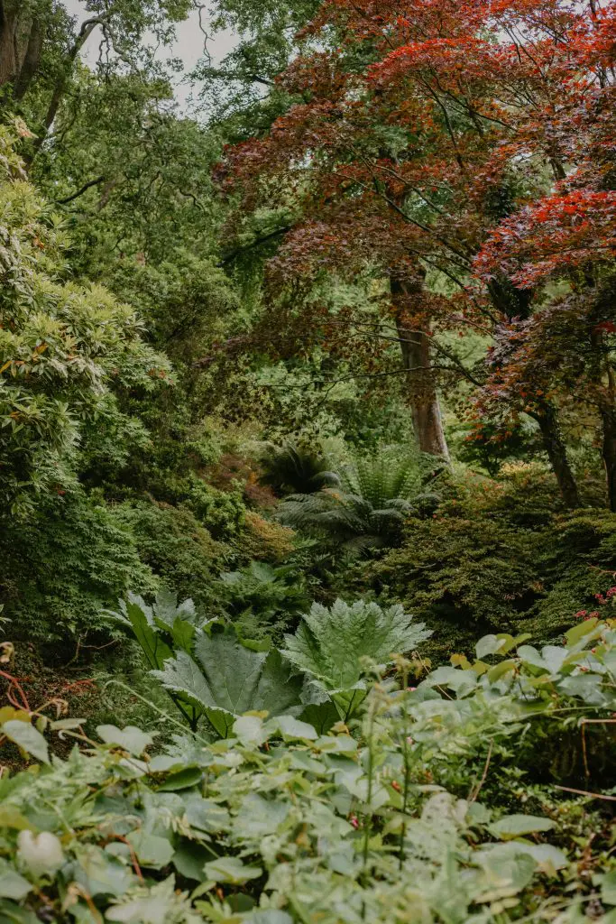 Garden with Trees and other plants with autumnal colours