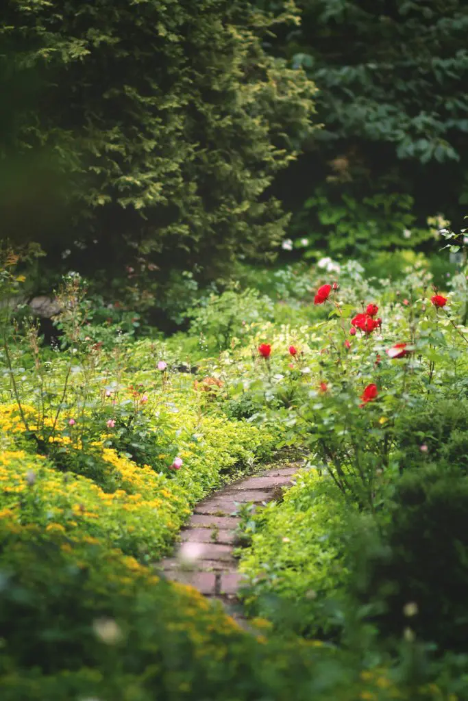 garden with flowers and a path that need gardening