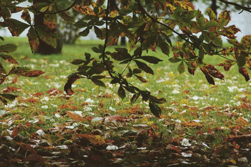 garden with leaves that have fallen for autumn