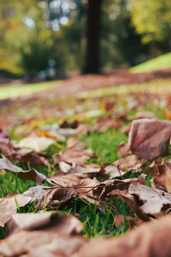 brown leaves on the ground