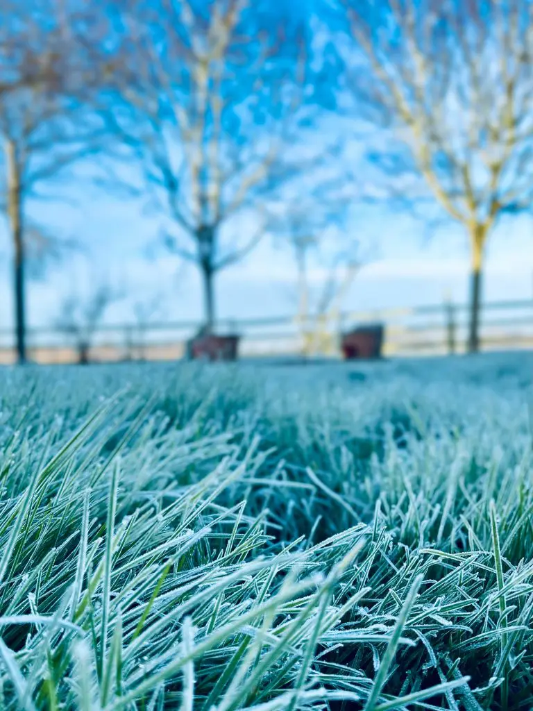frozen garden grass in winter