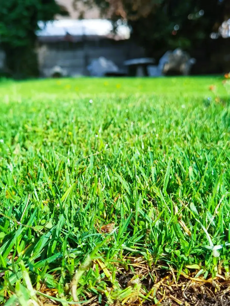 lawn in nz small garden