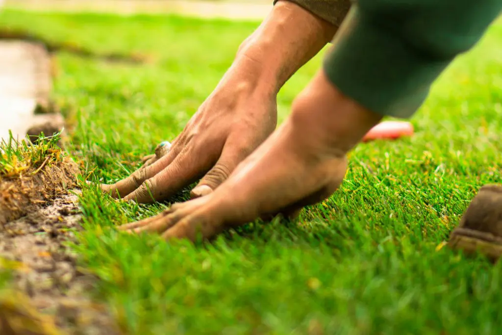 hands of a person taking care of a lawn in the garden