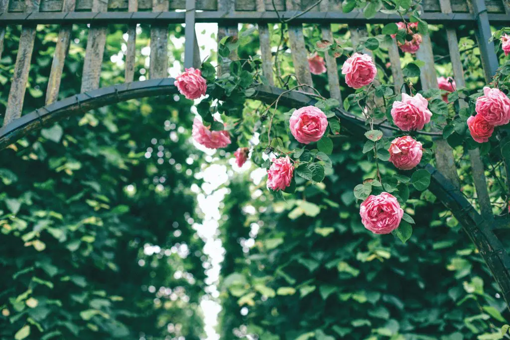 roses in a garden