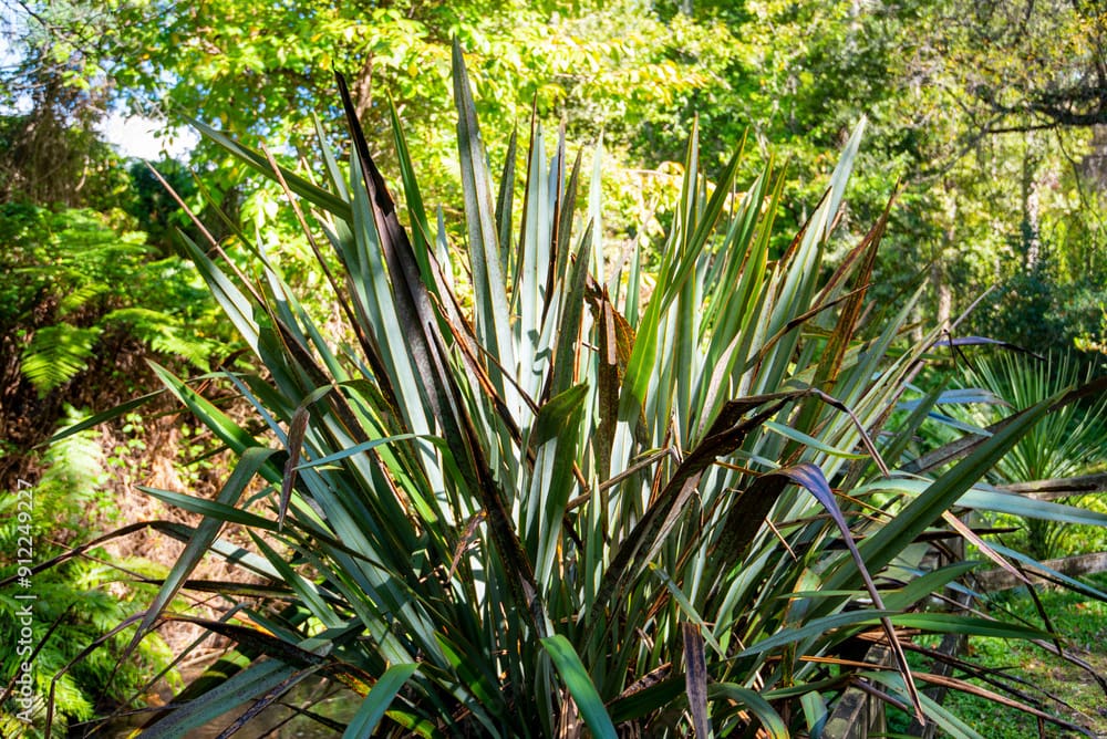 100 Best Native Plants for New Zealand Gardens (Revised Edition)