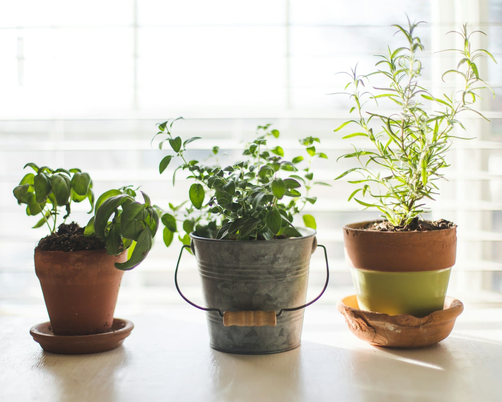 Indoor Herb Gardening During Winter: A Guide | Paramount Gardening